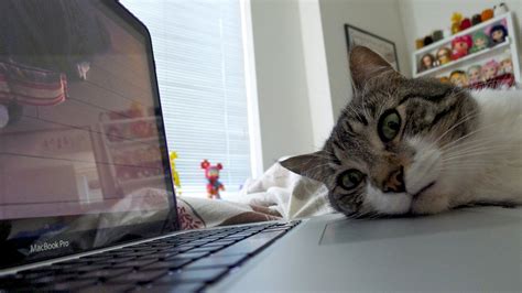 porn hub cat|Cat Porno Video's .